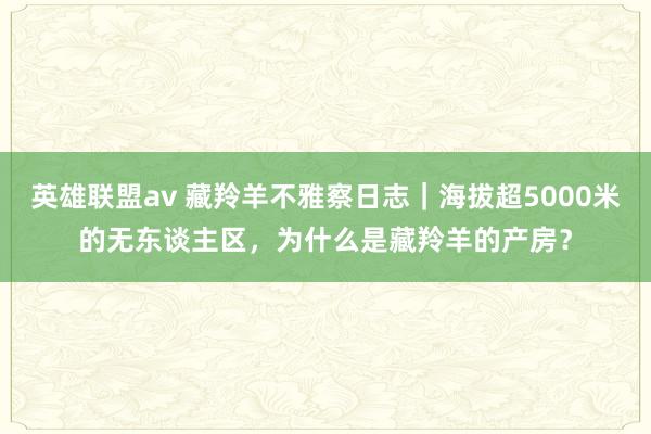 英雄联盟av 藏羚羊不雅察日志｜海拔超5000米的无东谈主区，为什么是藏羚羊的产房？